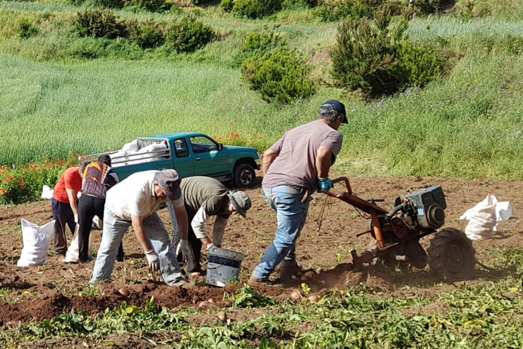 Medio Rural y Marino concede subvenciones por más de 300.000 euros a agricultores de la Isla