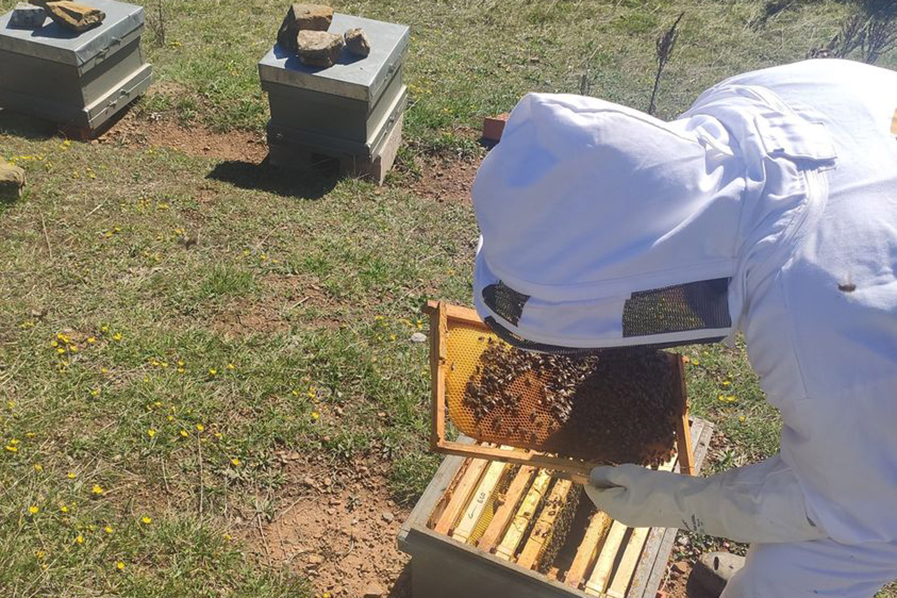 El Cabildo prestará asistencia técnica especializada a los apicultores herreños