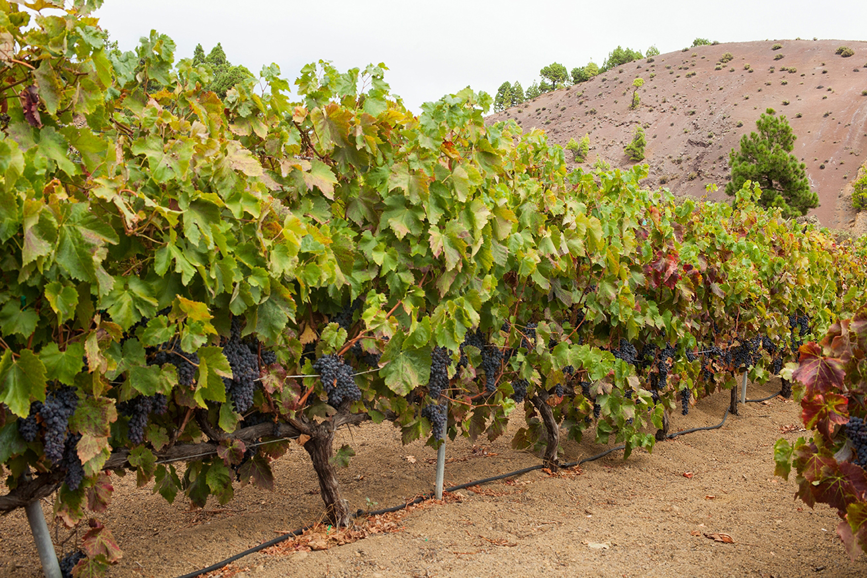 El Cabildo prestará ayuda a los viticultores de la zona sur de El Hierro