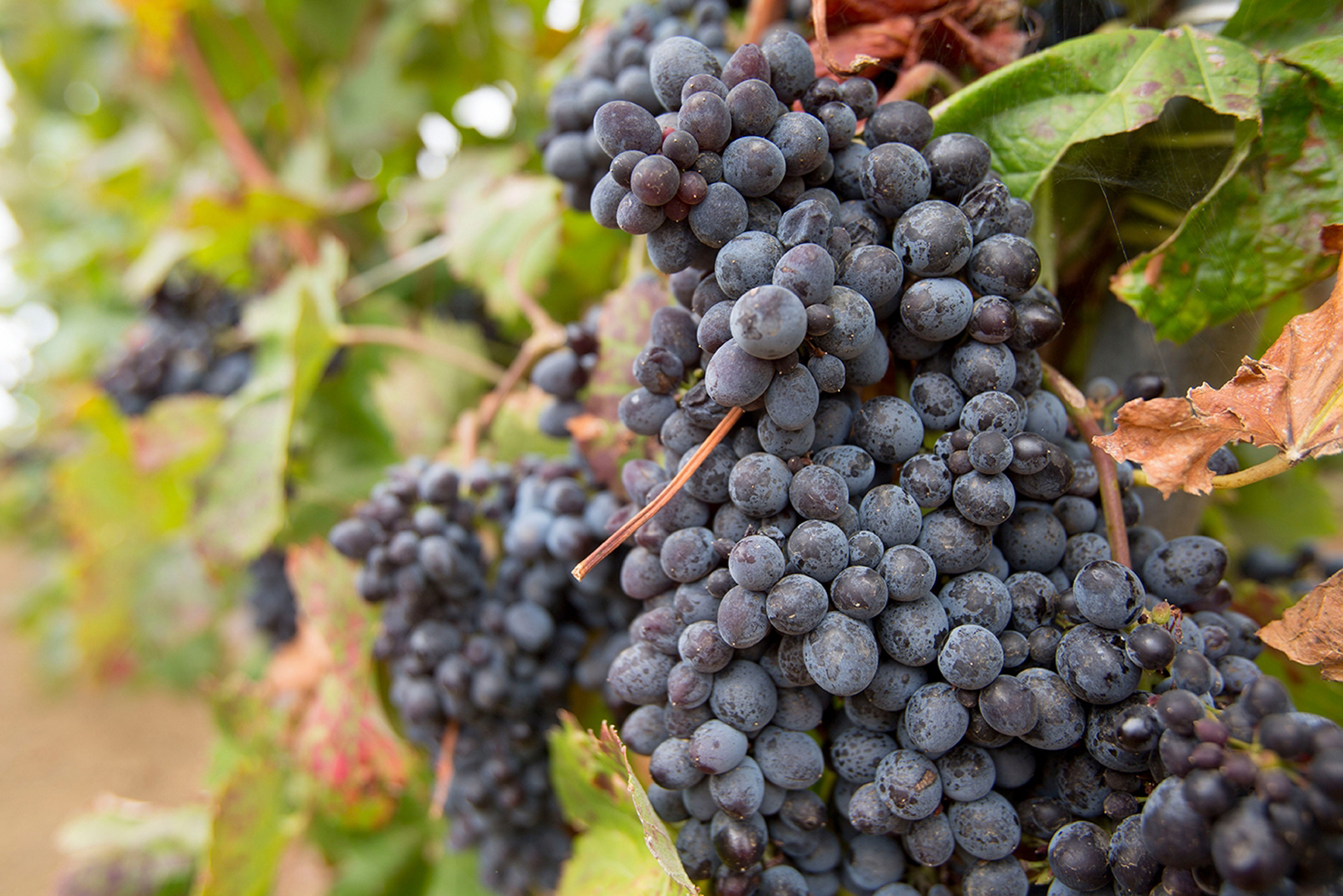 El Cabildo destinará 250.000 euros a la recuperación y promoción de nuevas plantaciones de viña este 2024