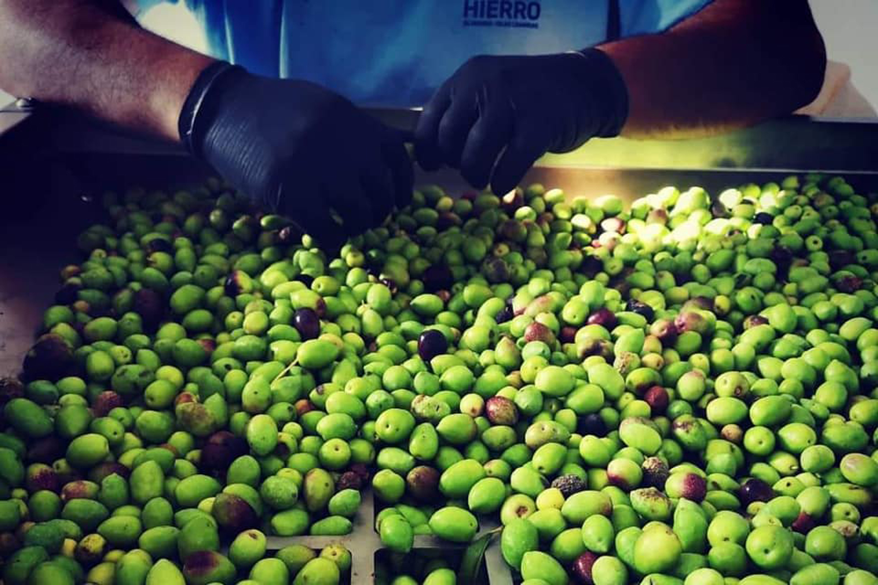 Los más de 30 productores de olivo en El Hierro han recogido 1730 kilos en esta campaña 2019