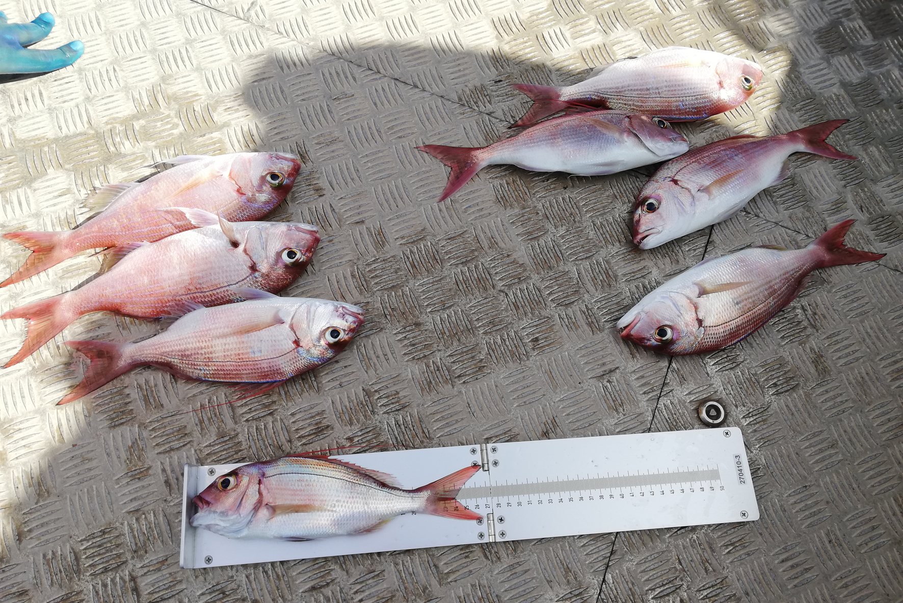 Inspección Pesquera incauta más de 480 kilos de marisco y pescado ilegal en en Gran Canaria, Fuerteventura y El Hierro durante la Semana Santa