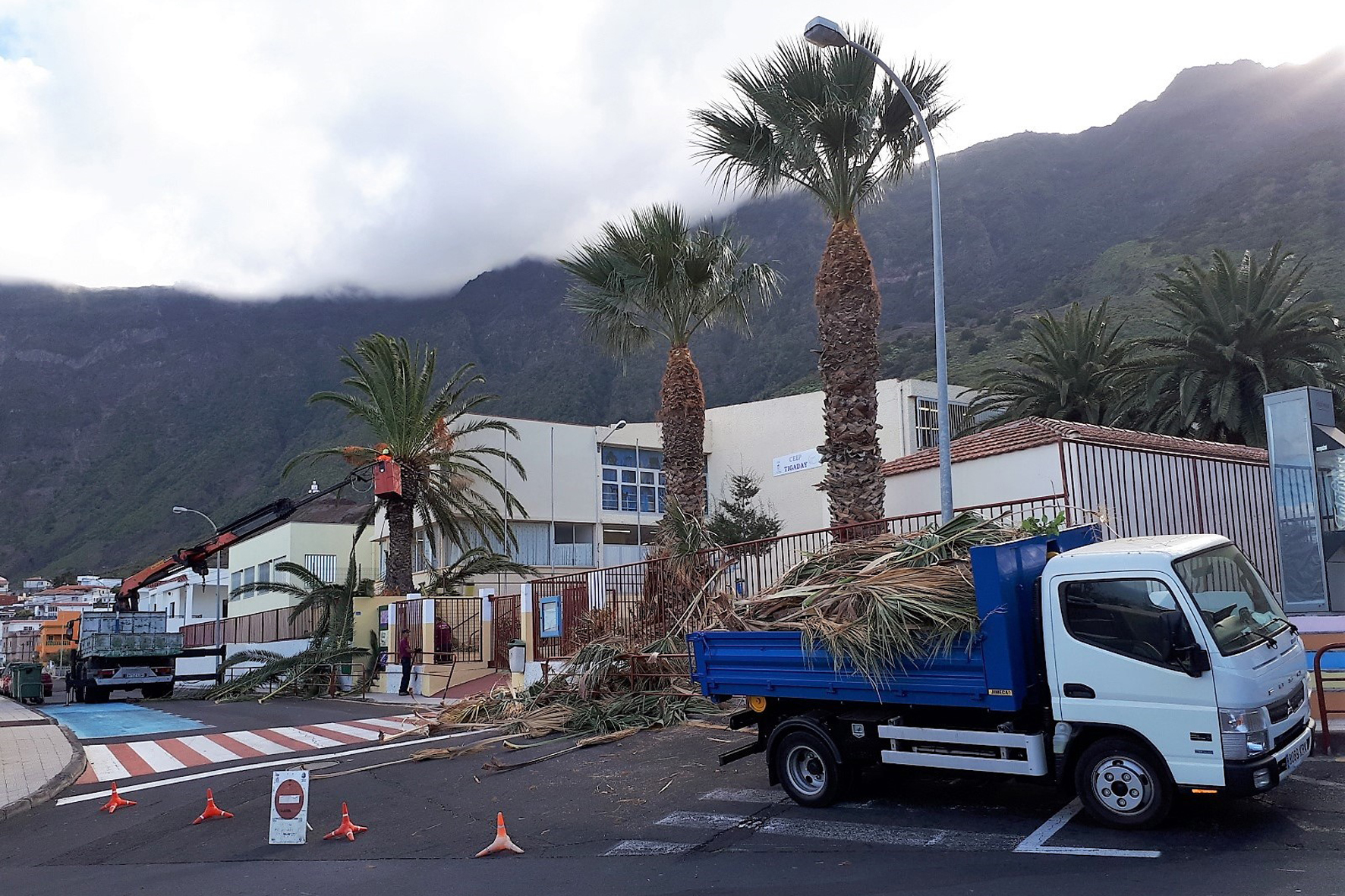 La Frontera realiza trabajos de poda en palmeras más altas del municipio