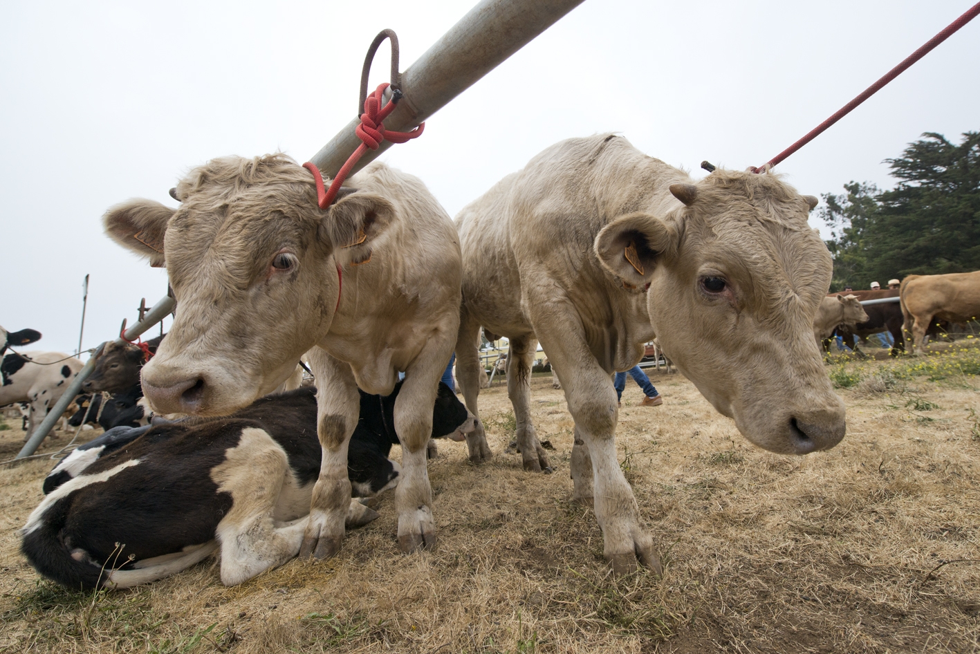 El Cabildo de El Hierro concede ayudas la alimentación de ganado por valor de 165.000 euros