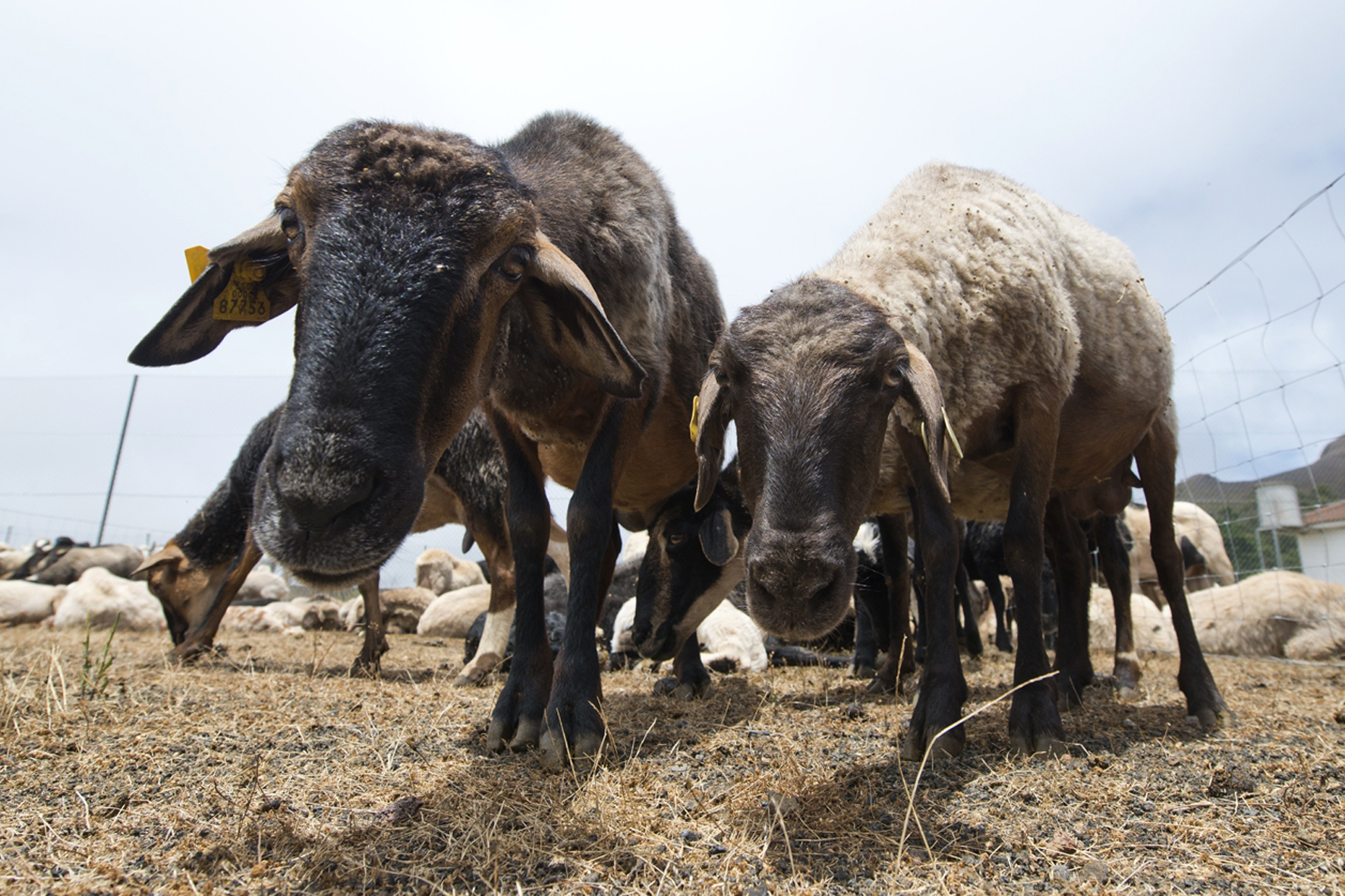 El Pinar concede una ayuda de más de 32.000 euros a los ganaderos afectados por la sequía y la COVID-19