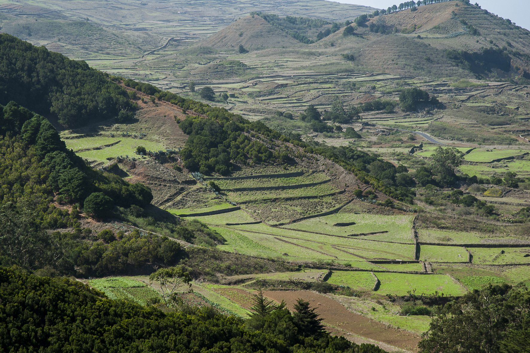 El Gobierno de Canarias y el Cabildo de El Hierro monitorizan hábitats de interés comunitario de la Isla