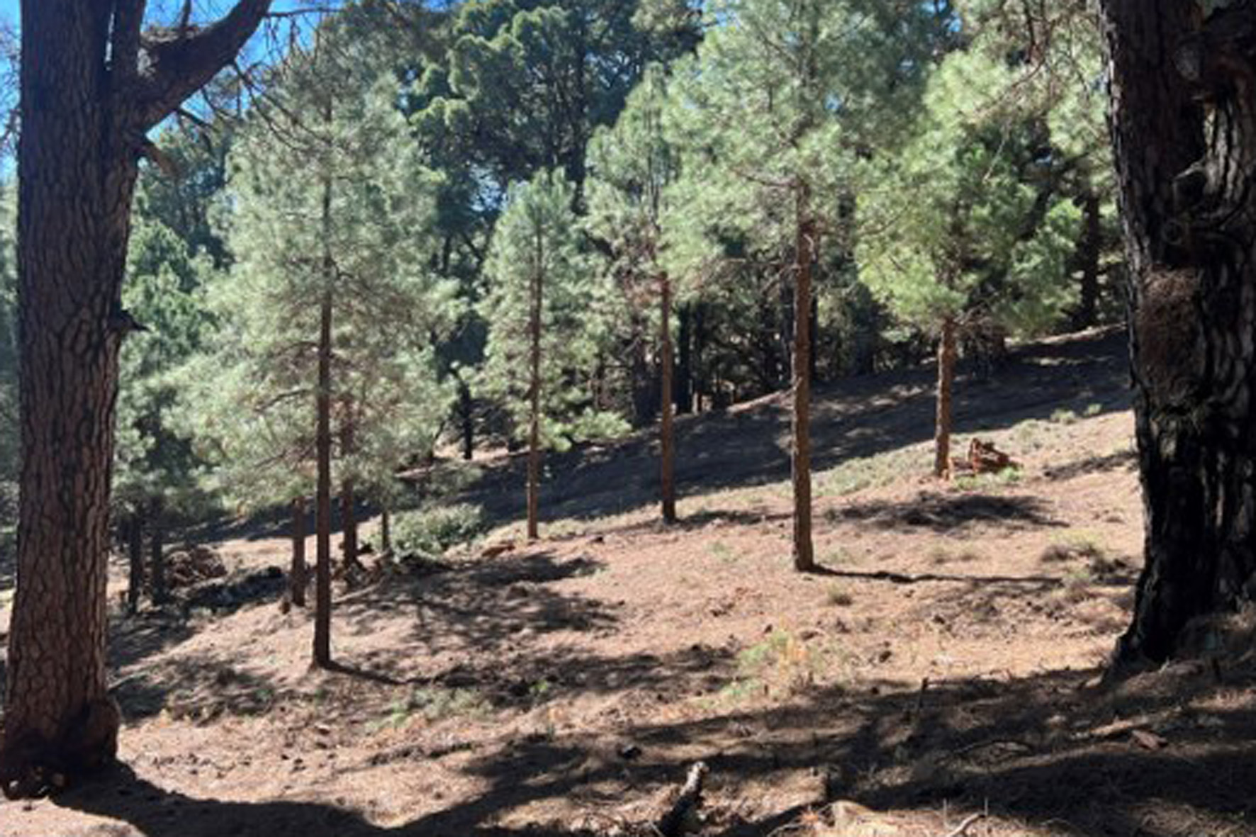 El Cabildo realiza trabajos silvícolas de aclarado de monte, como medida preventiva contra los grandes incendios forestales