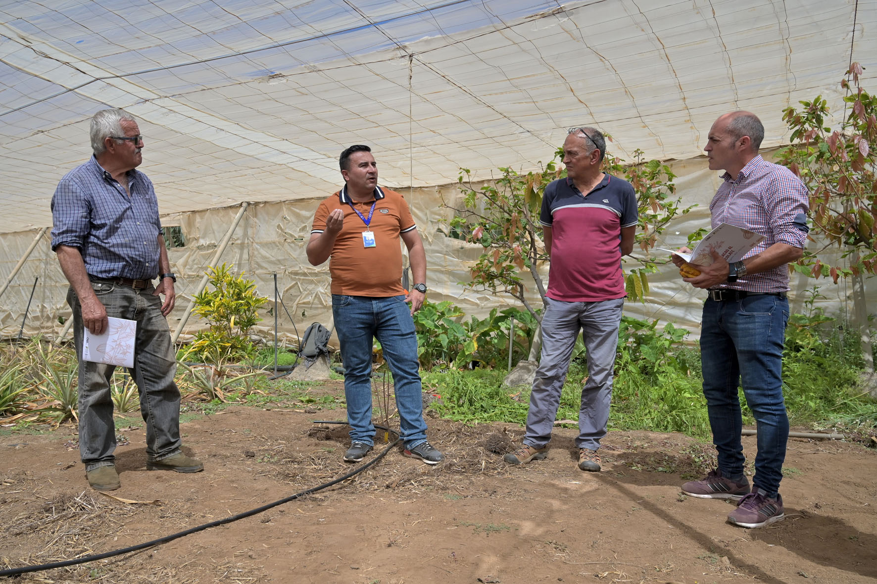 El Cabildo estudia la producción del cultivo del cacao en la isla