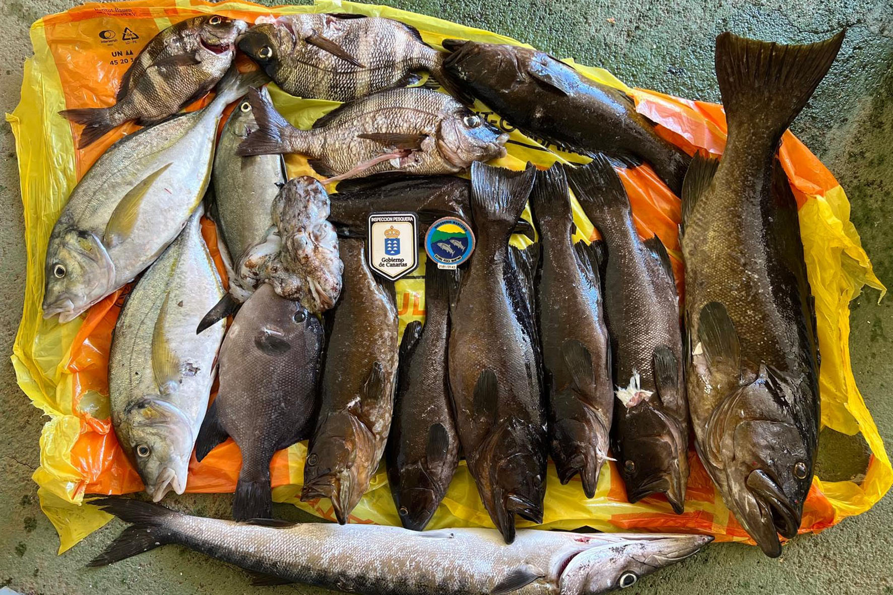 Inspección Pesquera incauta 55 kilos de pescado capturados en la reserva marina de El Hierro