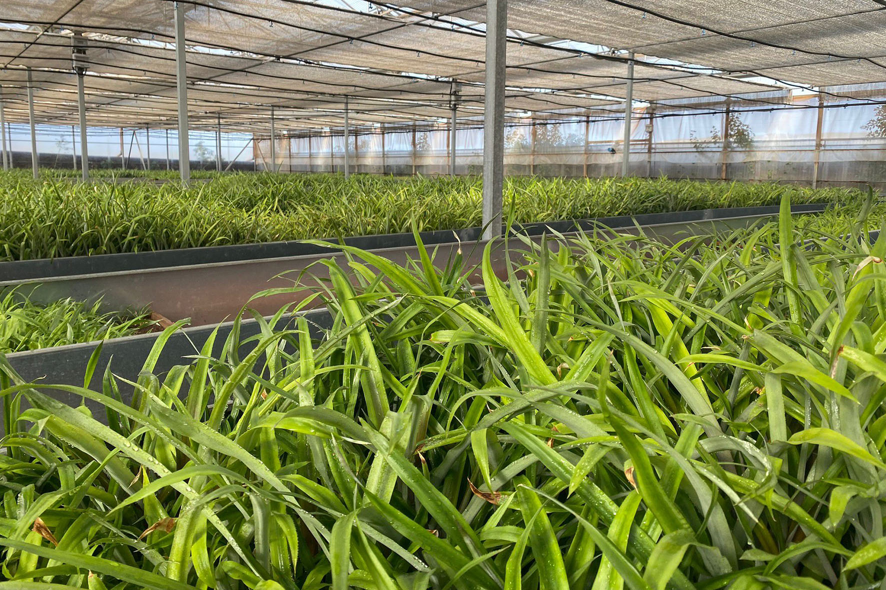 El Cabildo cederá la finca experimental de la institución para la recuperación de la piña tropical de El Hierro
