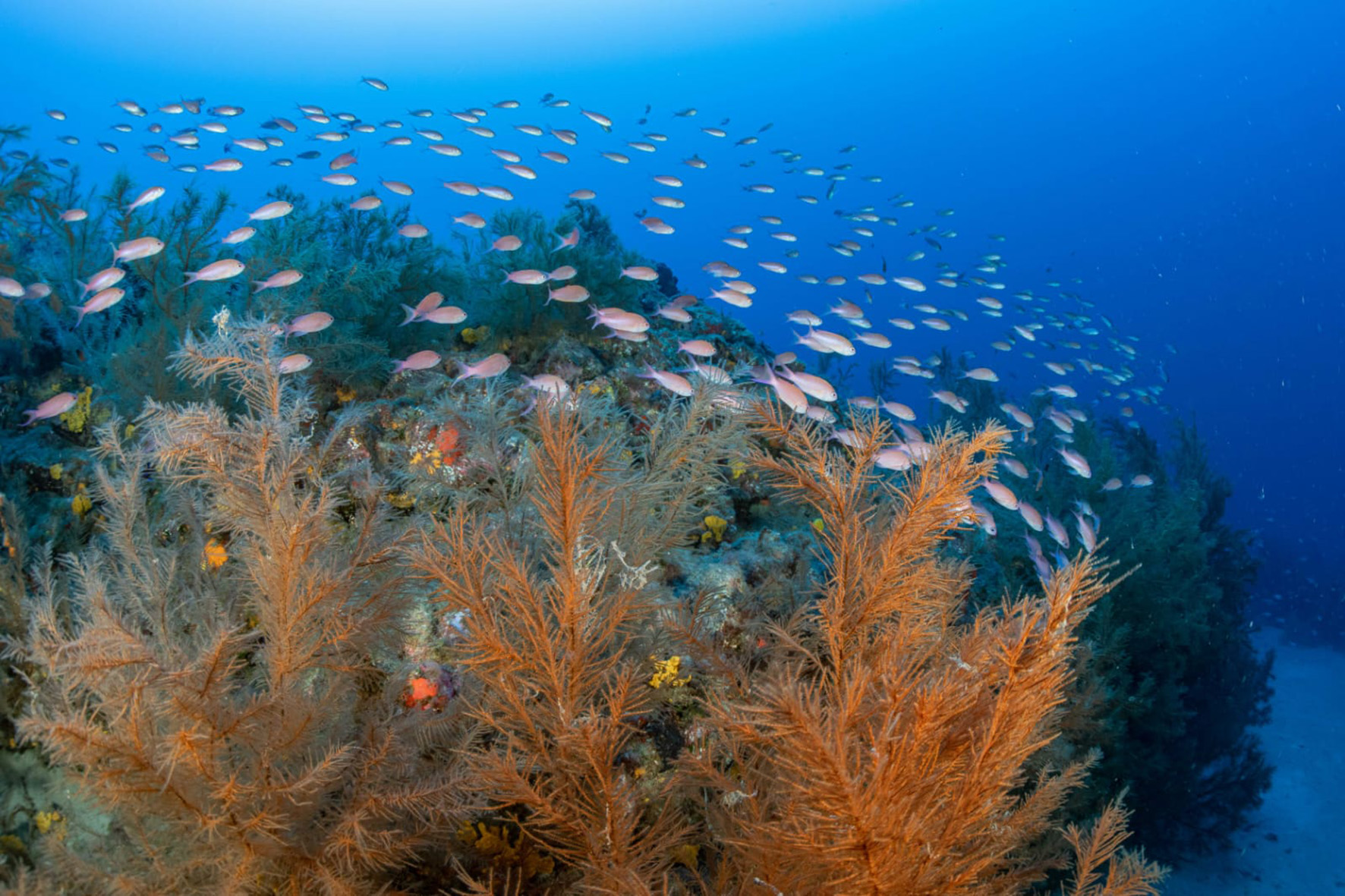 El Gobierno de Canarias avanza en el estudio y delimitación de los hábitats submarinos en El Hierro, La Gomera y Lanzarote
