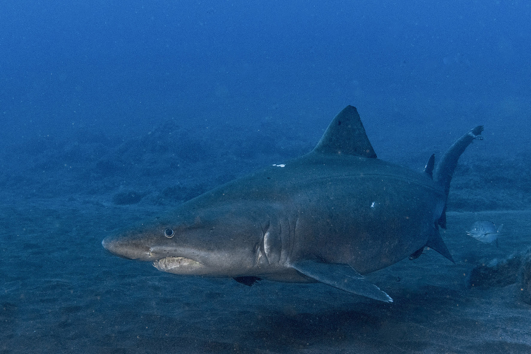 Se registran nuevos avistamientos de tiburón Solrayo en aguas de la Reserva Marina del Mar de Las Calmas en El Hierro
