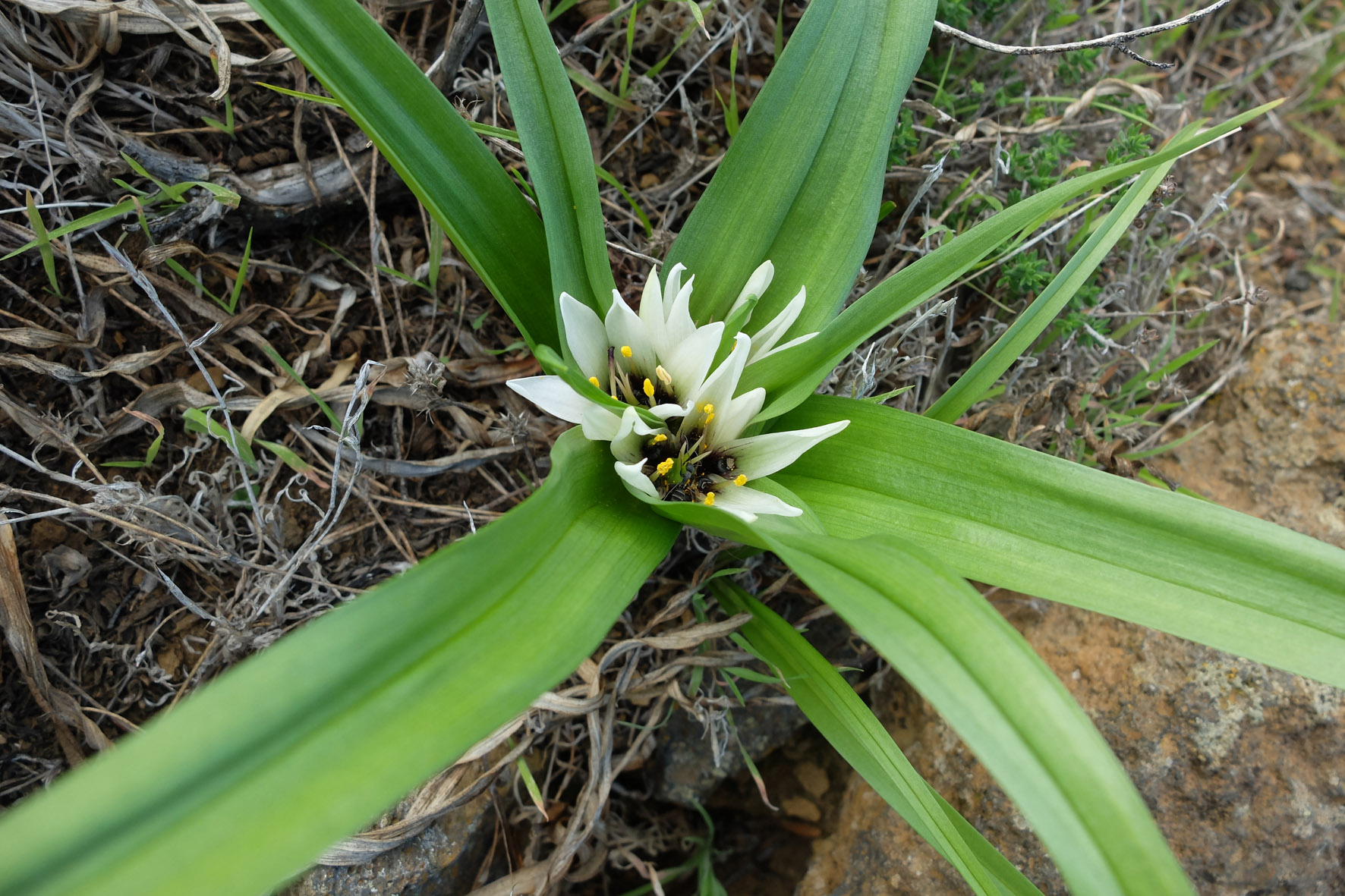 La Dehesa, último rincón herreño para la Gamonsilla (Androcymbium hierrense).