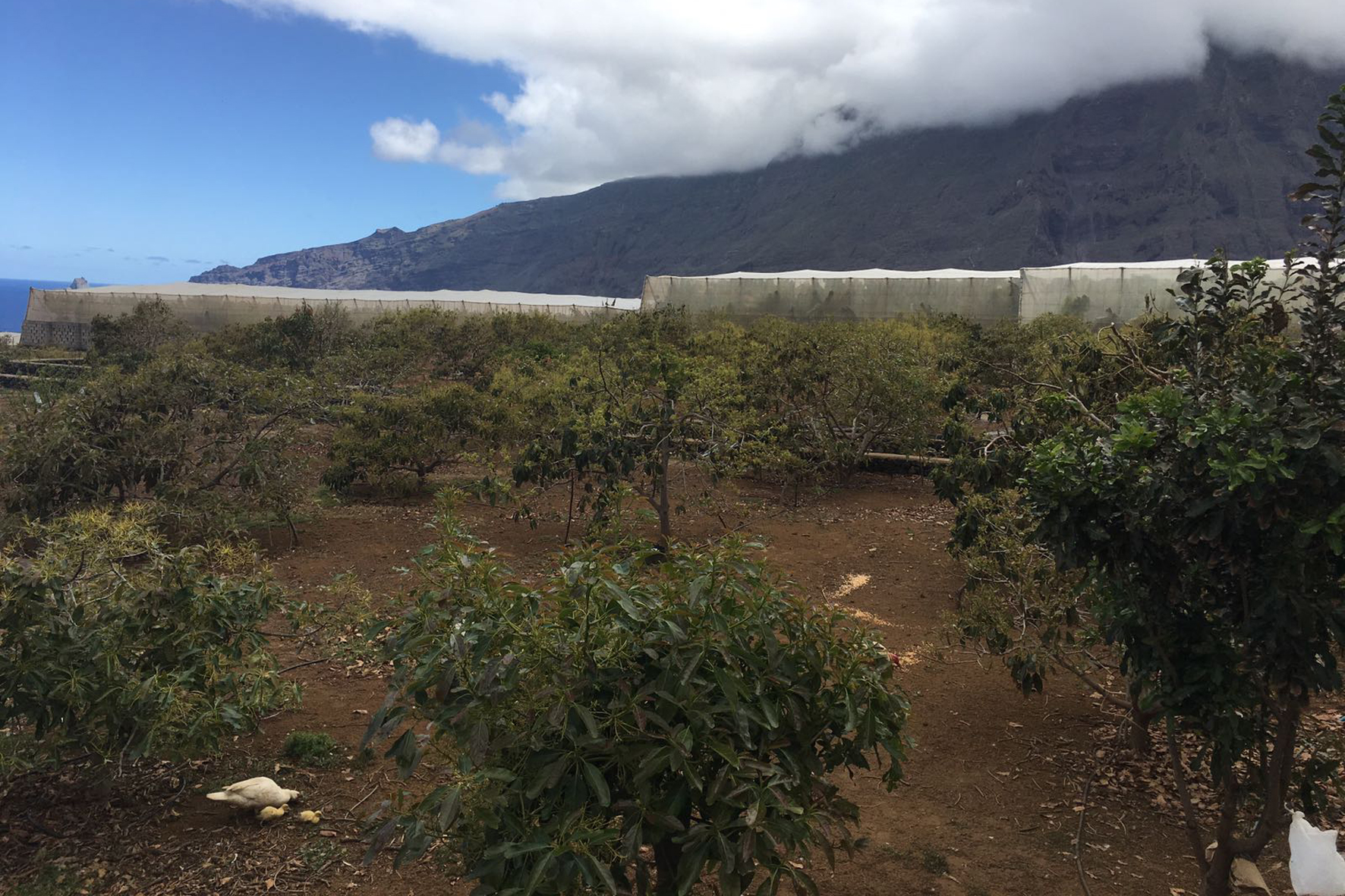 Imagen de la finca donde fueron sustraídos 100 kilos de aguacates