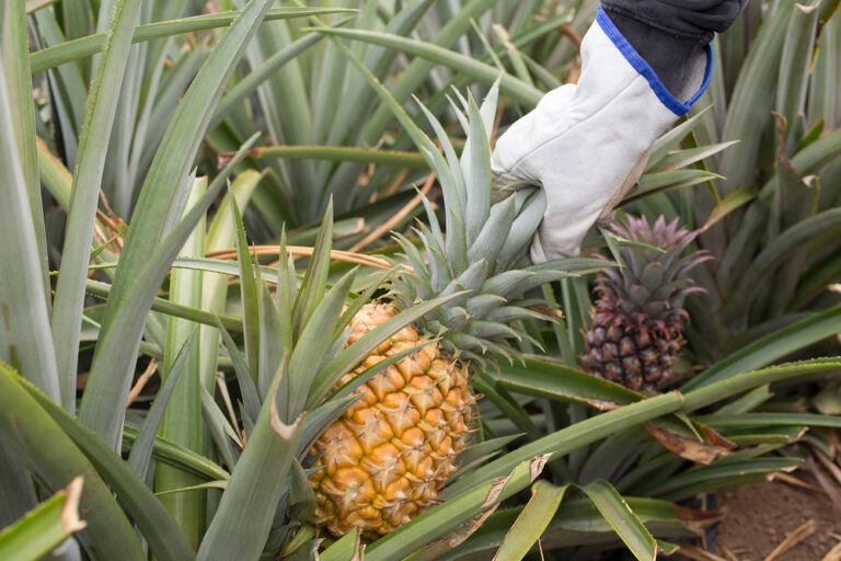 El Cabildo convoca ayudas para impulsar el cultivo de piña tropical en la isla