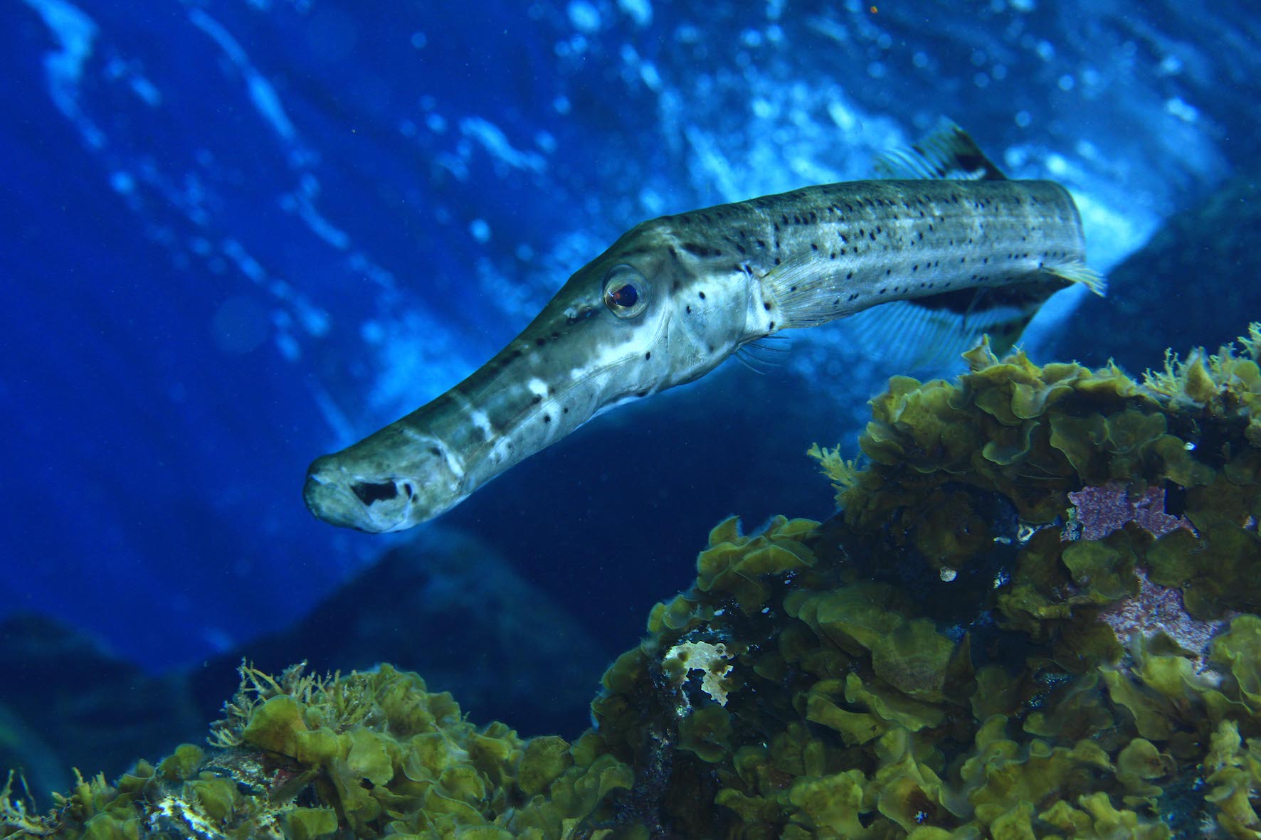 Foto: Ruyman Escuela - Open FotoSub Isla de El Hierro.