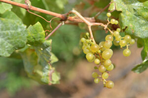 Expertos del sector vitivinícola, turístico y académico se dan cita en El Hierro en el XI Encuentro Internacional de AgroEnoturismo de Canarias