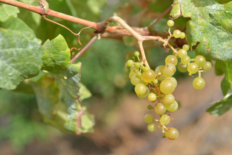 El Ayuntamiento de El Pinar organiza el encuentro “Vino y letras” para celebrar el Día del Libro