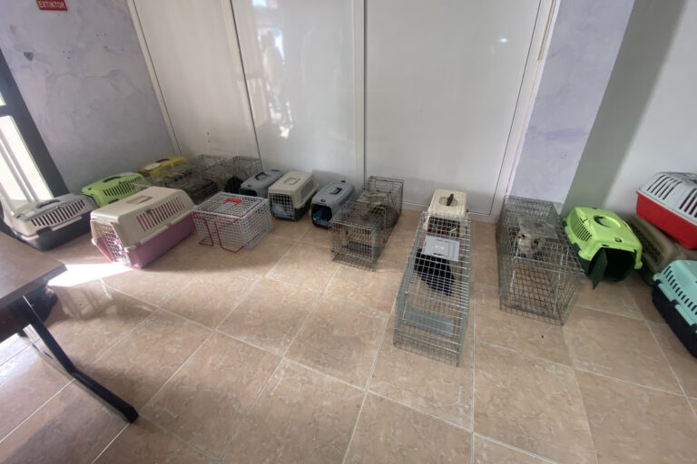 El Ayuntamiento de El Pinar pone en marcha una nueva campaña de esterilización de gatos asilvestrados