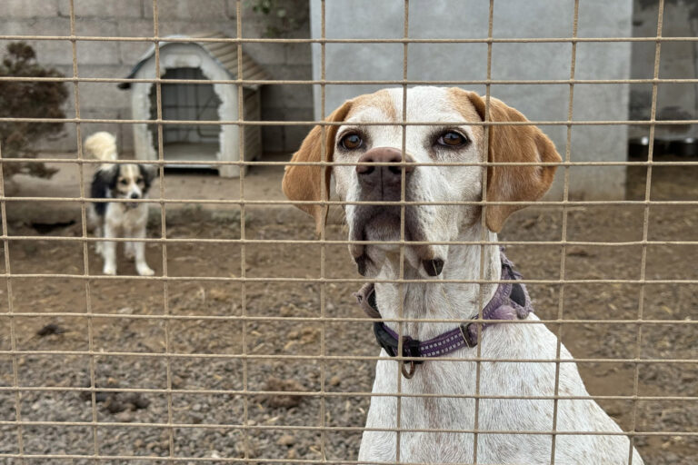 El Ayuntamiento de La Frontera concede una ayuda de 20.000 euros a la Asociación de Amigos de los Animales El Juaclo