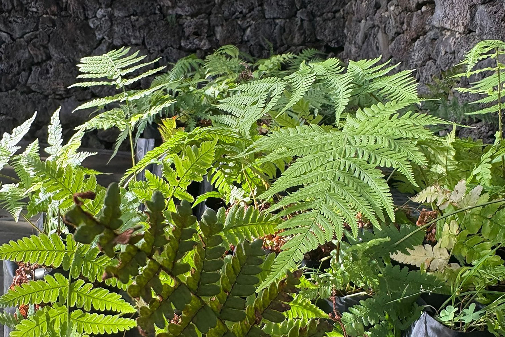 El Cabildo reproduce helechos endémicos en El Hierro