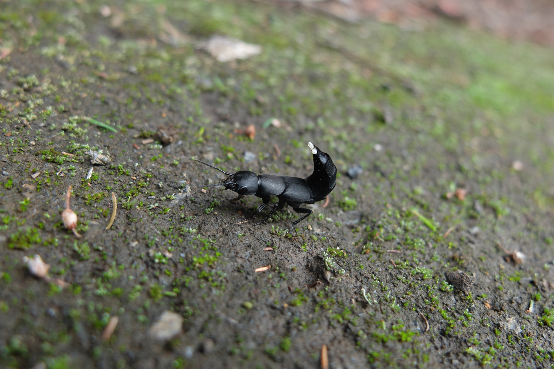 Insectos que anuncian lluvias