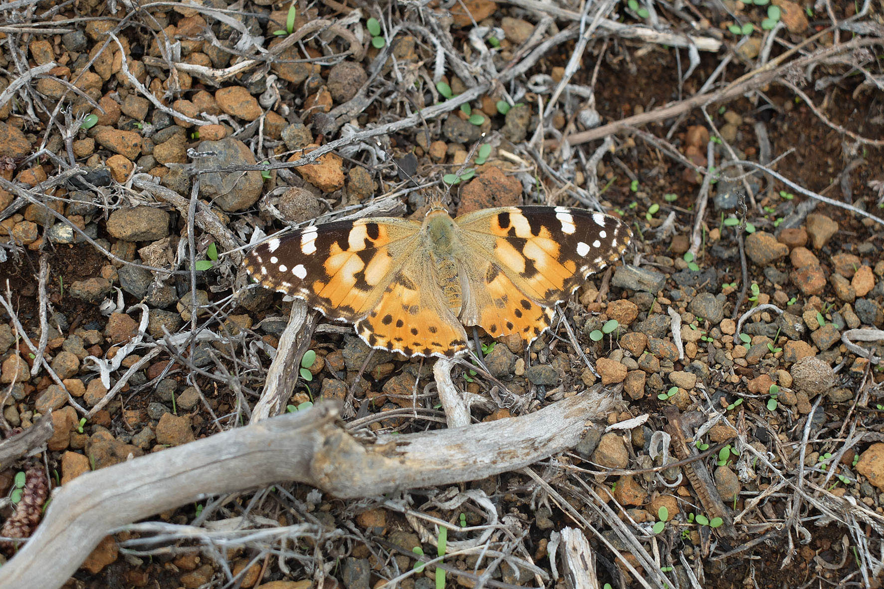 Arrastrados por el siroco