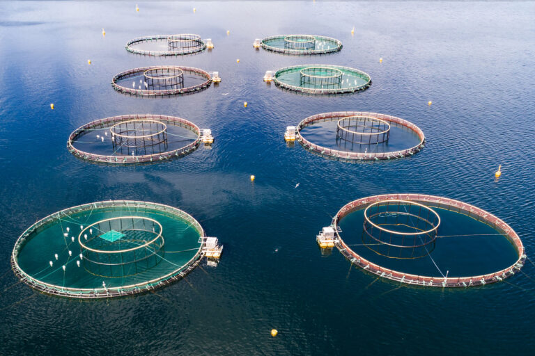 La FECAI se une a los pescadores canarios en su rechazo a la implantación de la pesca con cerco industrial y jaulas de engorde de rabil y atún rojo en Canarias