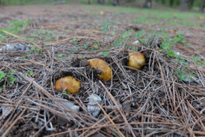 Nacidas, níscalos y otros hongos comestibles en el pinar herreño