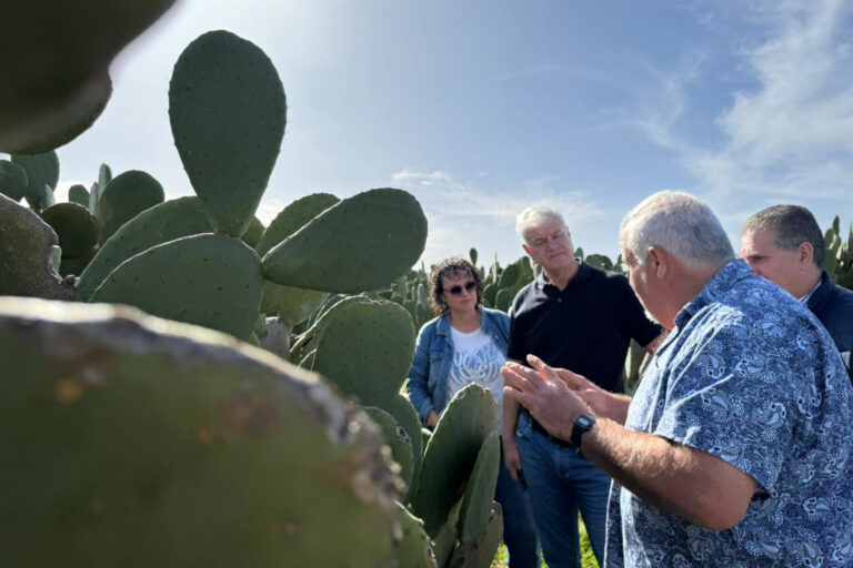 El Cabildo explora el potencial productivo y aplicaciones de las tuneras para impulsar nuevas líneas de desarrollo agrícola en El Hierro