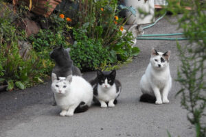 El PSOE de Valverde pide la puesta en marcha de un plan municipal de regulación y control de colonias de gatos comunitarios