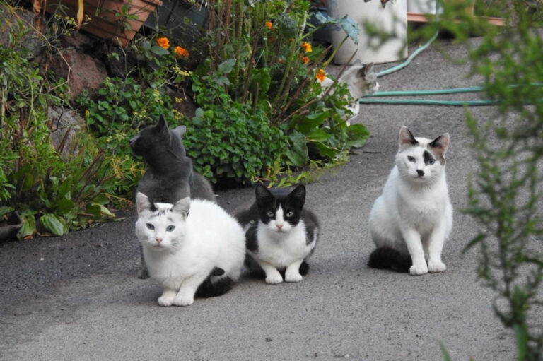 El Ayuntamiento de El Pinar esteriliza a más de ochenta felinos durante la última campaña municipal de control de colonias