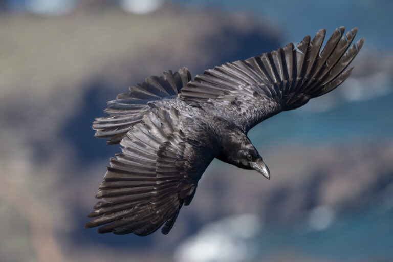 El cuervo y El Hierro