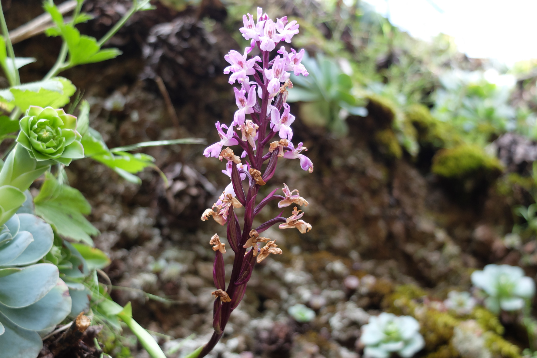 Orquídeas de El Hierro, seducción en las penumbras