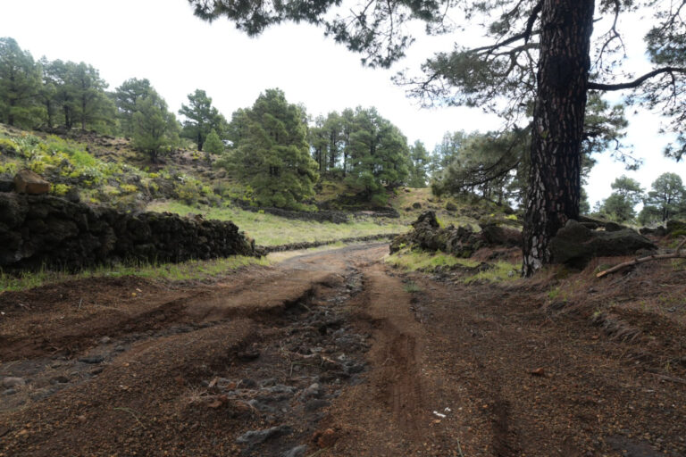 El Cabildo invierte más de 37.000 euros en la mejora de varias pistas rurales en el municipio de El Pinar