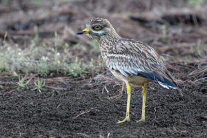 La isla de los alcaravanes