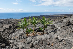 Tacorón: Así se escribe la historia