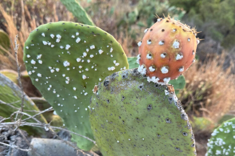 El Cabildo inicia una campaña de tratamiento de tuneras afectadas por la cochinilla mexicana