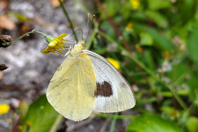 ZERYNTHIA y ACBC solicitan la protección urgente de la mariposa Pieris cheiranthi benchoavensis