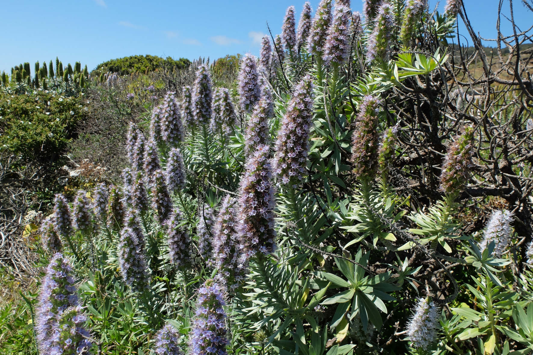 El esplendor de los ajinajos