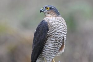 El gavilán, soberano del bosque herreño