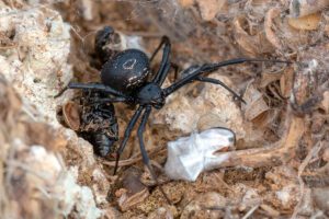 La legendaria “araña mamona” y otros arácnidos de El Hierro