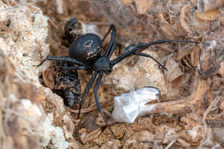 La legendaria “araña mamona” y otros arácnidos de El Hierro