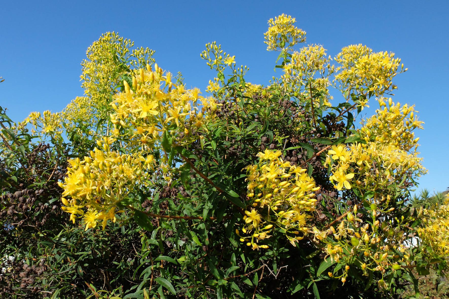 Flores del solsticio de verano o sanjuaneras