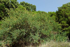 Las últimas supervivientes del monte herreño