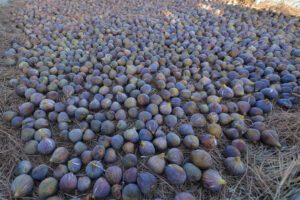 Crónicas pretéritas: Buena cosecha de higos este año