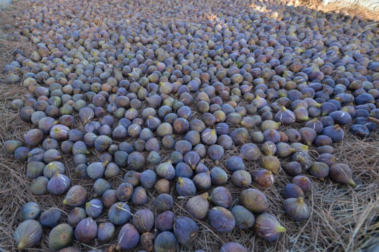 El pueblo de Isora acoge la Feria de la Almendra y el Higo