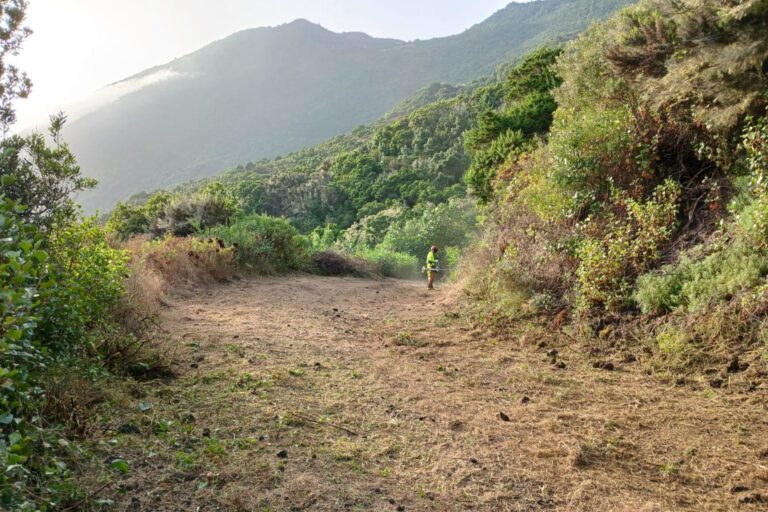 El Cabildo ejecuta trabajos de limpieza y desbroce en la pista de Las Baranditas en Sabinosa para el uso agrícola