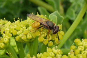 La avispa lobo y la mosca tigre, o zángano, en El Hierro 