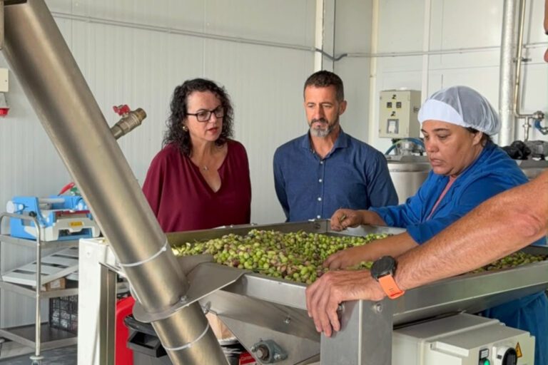 El Cabildo de El Hierro inicia la campaña de molienda de aceitunas 2026